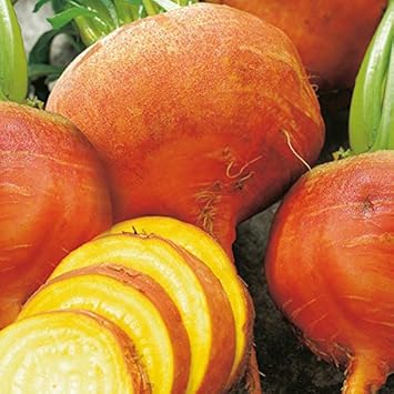 Orange Beet Seeds for Planting - heirloom & Non GMO Seeds